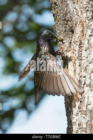 Common Starling Fütterung Jugendlicher Stockfoto