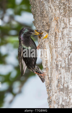 Common Starling Fütterung Jugendlicher Stockfoto