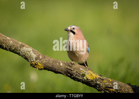 Jay thront auf einem Ast Stockfoto
