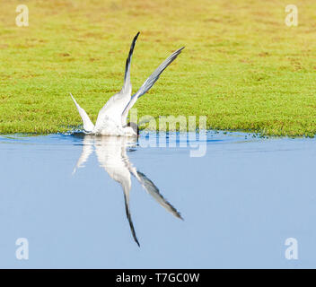 Nach Flussseeschwalbe (Sterna hirundo) Tauchen für Nahrungsmittel in einem blauen freswater See in der Nähe der Skala Kalloni auf der Insel Lesbos, Griechenland. Stockfoto