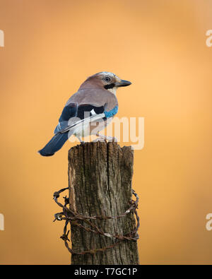 Jay thront auf einem hölzernen Pfosten bei Sonnenuntergang Stockfoto