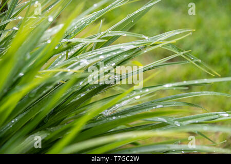 Nach einem starken Regen Dusche, kleine Wassertröpfchen nestle unsicher auf einer Thatch von Schilf und die Farbe der Blätter werden lebendige und gesättigten. Stockfoto