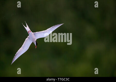 Nach Flussseeschwalbe (Sterna hirundo) Tauchen, Bückte sich für Fisch, in einem Süßwassersee in den Niederlanden. Stockfoto