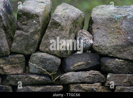 Steinkauz, Athene noctua, versteckt in Dry Stone Wall, Haworth, West Yorkshire Stockfoto