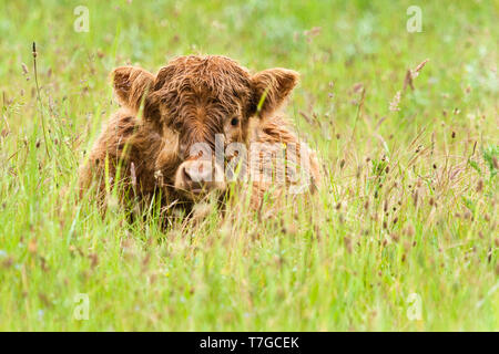 Highland Kuh (Bos taurus) Kalb im Gras liegend Stockfoto