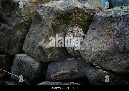 Steinkauz, Athene noctua, versteckt in Dry Stone Wall, Haworth, West Yorkshire Stockfoto