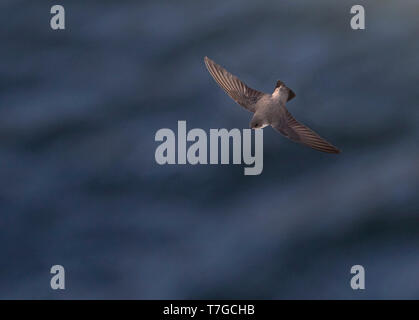 Eurasischen Crag Martin (Ptyonoprogne rupestris) auf der Flucht vor einem blauen Fluss in Spanien. Von oben gesehen. Stockfoto