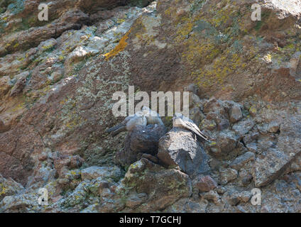 Trio der Jugendlichen eurasischen Crag Martins (Ptyonoprogne rupestris) auf eine Felswand auf Lesbos, Griechenland thront. Stockfoto