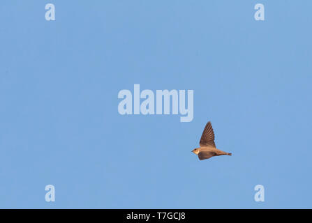 Eurasischen Crag Martin (Ptyonoprogne rupestris) im Flug vor blauem Himmel in Spanien. Stockfoto