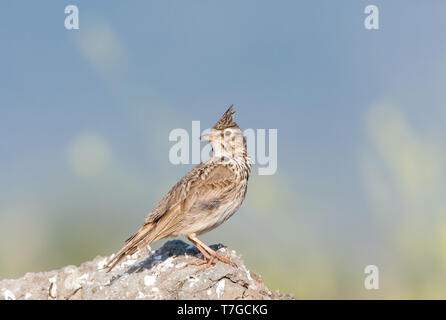 Crested Lark (Galerida cristata) auf der griechischen Insel Lesbos. Stockfoto