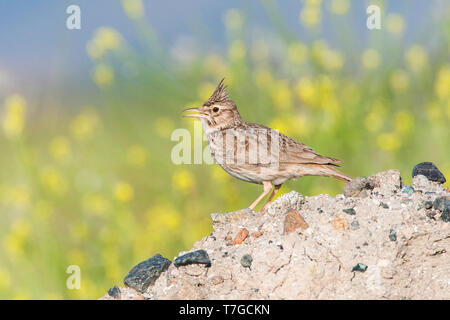 Männliche Crested Lark (Galerida cristata) auf der griechischen Insel Lesbos. Das Singen von einem Haufen Sand und Schmutz vor dem Hintergrund mit kleinen gelben flowe Stockfoto