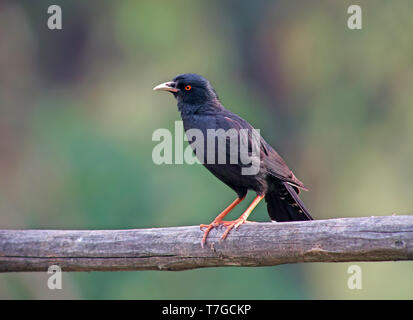 Crested myna (Acridotheres cristatellus) Stockfoto