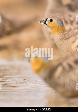 Männliche gekrönt Sandgrouse (Pterocles coronatus) am Pool trinken im Süden der Wüste Negev Israel während der Migration. Stockfoto