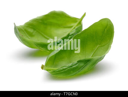 Frische grüne Blätter Basilikum auf weißem Hintergrund Stockfoto