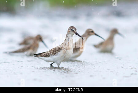 Im ersten Winter Curlew Sandpiper (Calidris ferruginea) über Migration in Österreich. Stockfoto