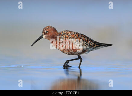 Curlew Sandpiper (Calidris ferruginea), Erwachsene in der Zucht Gefieder. Stockfoto