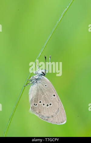 Cyaniris semiargus-Mazarine Blue-Rotklee-Bläuling, Deutschland (Baden-Württemberg), Imago Stockfoto