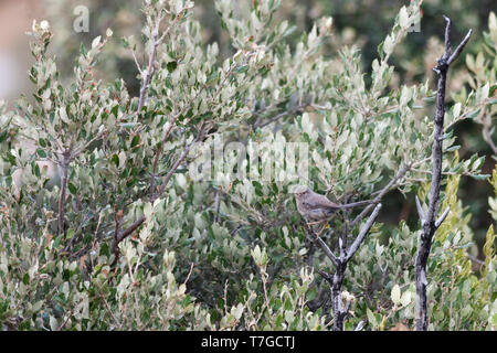 Unreife Dartford Warbler, Sylvia undata ssp. undata, Frankreich Stockfoto