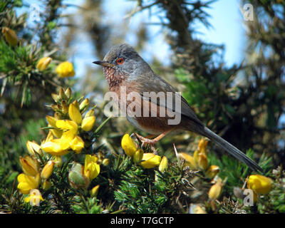 Erwachsene männliche Dartford Warbler, Sylvia undata dartfordiensis) während der Frühling auf der Insel Ouessant, Bretagne Provinz, in Frankreich. Stockfoto