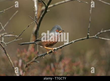 Dartford Warbler (Curruca dartfordiensis undata) männlichen Erwachsenen in Suffolk, Großbritannien Stockfoto