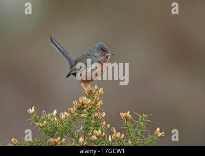 Dartford Warbler (Curruca dartfordiensis undata) männlichen Erwachsenen in Suffolk, Großbritannien Stockfoto