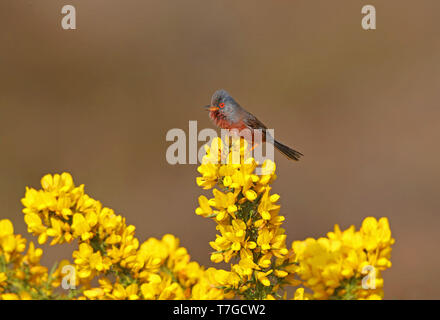 Dartford Warbler (Curruca dartfordiensis undata) männlichen Erwachsenen in Suffolk, Großbritannien Stockfoto