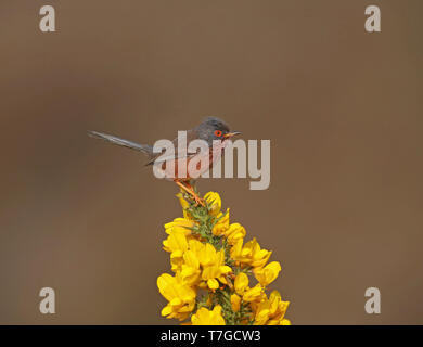 Dartford Warbler (Curruca dartfordiensis undata) männlichen Erwachsenen in Suffolk, Großbritannien Stockfoto