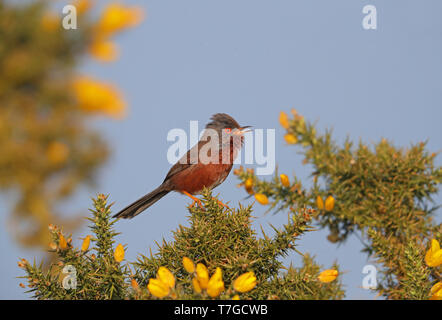 Dartford Warbler (Curruca dartfordiensis undata) männlichen Erwachsenen in Suffolk, Großbritannien. Stockfoto