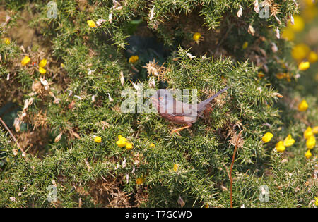 Dartford Warbler (Curruca dartfordiensis undata) männlichen Erwachsenen in Suffolk, Großbritannien Stockfoto