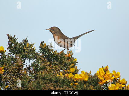 Dartford Warbler (Curruca dartfordiensis undata) erwachsene Frau in Suffolk, Großbritannien Stockfoto