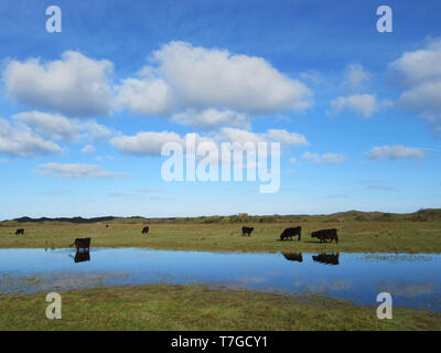 Inländische rinder weiden auf kurzen Gras in "de Nederlanden" auf der Watteninsel Texel in den Niederlanden, ein Mann aus Feuchtgebiet, das System in den Dünen von Te Stockfoto