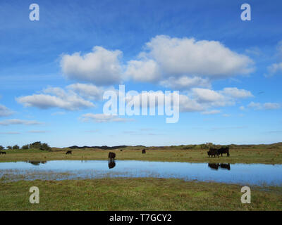 Inländische rinder weiden auf kurzen Gras in "de Nederlanden" auf der Watteninsel Texel in den Niederlanden, ein Mann aus Feuchtgebiet, das System in den Dünen von Te Stockfoto