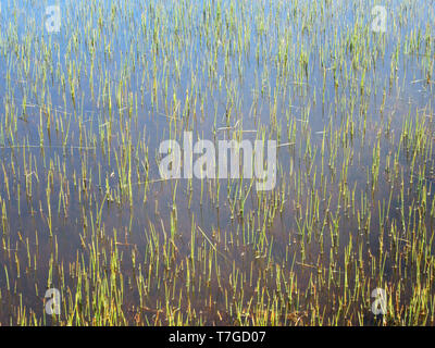 Kleine Wasserpflanzen aus flacher See auf der Watteninsel Texel in den Niederlanden. Stockfoto