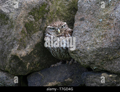 Steinkauz, Athene noctua, versteckt in Dry Stone Wall, Haworth, West Yorkshire Stockfoto