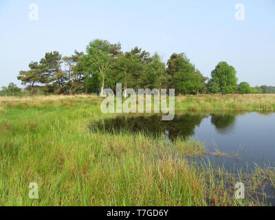 Kleiner See in der Delleboersterheide, Oldeberkoop, Friesland, Niederlande. Bäume sich im Wasser. Stockfoto