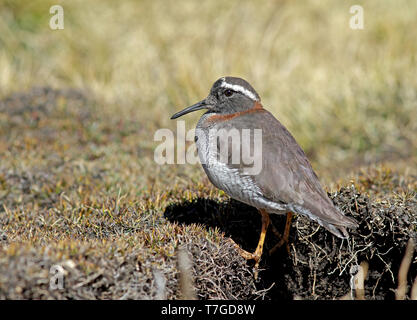 Männliche Diademed sandpiper - plover (Phegornis mitchellii) stehen im Moor in den Hochanden Perus. Stockfoto