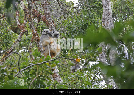 Diademed sifaka (Propithecus diadema), auch als Diademed Simpona, in Baumkronen des Regenwaldes in Madagaskar thront bekannt. Junge Reiten der weiblichen. Stockfoto