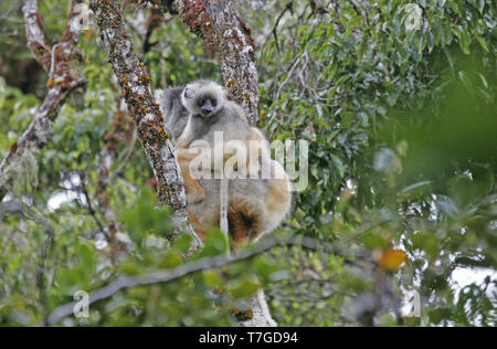 Diademed sifaka (Propithecus diadema), auch als Diademed Simpona, in Baumkronen des Regenwaldes in Madagaskar thront bekannt. Junge Reiten der weiblichen. Stockfoto