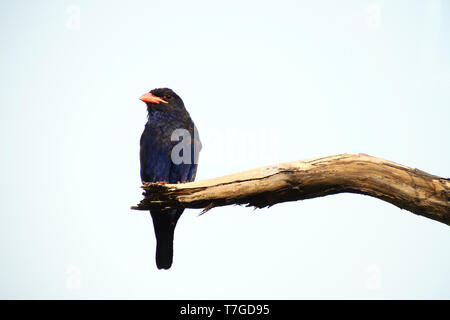 Azure Eurystomus dollarbird (Azureus), endemisch in den Molukken, Indonesien Stockfoto