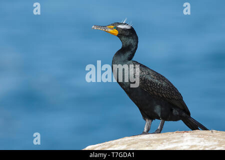 Nach Double-Crested Cormorant (Phalacrocorax auritus) in Zucht Gefieder in San Diego Co., Kalifornien, USA im Januar 2016. Stockfoto