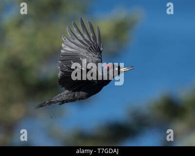 Seitenansicht eines erwachsenen weiblichen Schwarzspecht (Dryocopus martius), im Flug, mit Finnischen taiga Wald als Hintergrund. Stockfoto