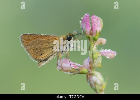 Lulworth Skipper (Thymelicus acteon) in Regen fällt auf kleine Pflanze mit rosa Blumen in Mercantour in Frankreich behandelt. Stockfoto