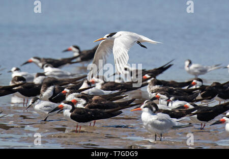 Überwinterung elegante Terns (Thalasseus elegans) und schwarzes Abstreicheisen ruht auf einem Strand an der Küste von Chile. Eine Seeschwalbe fliegen über die Gruppe. Stockfoto