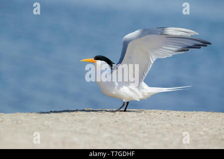 Nach Elegant Tern (Thalasseus elegans) in Zucht Gefieder in San Diego County, Kalifornien, USA, im Mai 2016. Stockfoto