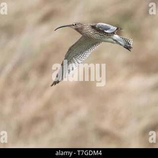 Nach Eurasian Curlew (Numenius arquata) in den Niederlanden. Fliegen in der Dünen auf Texel im Frühling. Stockfoto