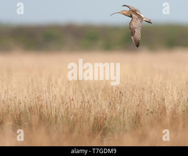 Nach Eurasian Curlew (Numenius arquata) Fliegen über dem Feld mit niedrigen chemische Peeling im Frühling auf Texel in den Niederlanden. Stockfoto