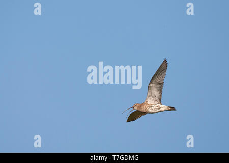 Nach Eurasian Curlew (Numenius arquata) im Flug, Hochzeitssuite, Singen, am Wattenmeer Insel Schiermonnikoog in den Niederlanden. Stockfoto