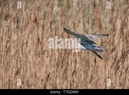 Nach Eurasian Curlew (Numenius arquata), während der Brutzeit in den Dünen von Texel in den Niederlanden. Stockfoto