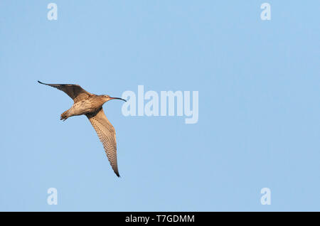 Nach Eurasian Curlew (Numenius arquata) in den Niederlanden. Fliegen über Wiesen südlich von Amsterdam Stockfoto