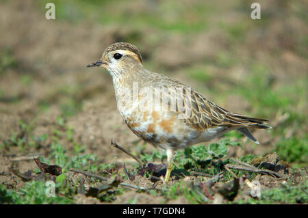 Erste - Sommer Eurasian Dotterel (Charadrius morinellus) stehend auf einem landwirtschaftlichen Feld im Frühling die Migration auf der Insel Ouessant in Frankreich. Stockfoto